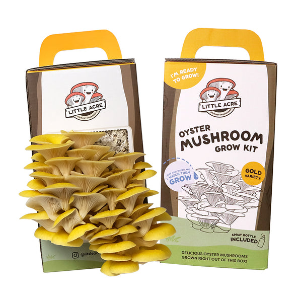 Gold Oyster Mushroom Grow Kit