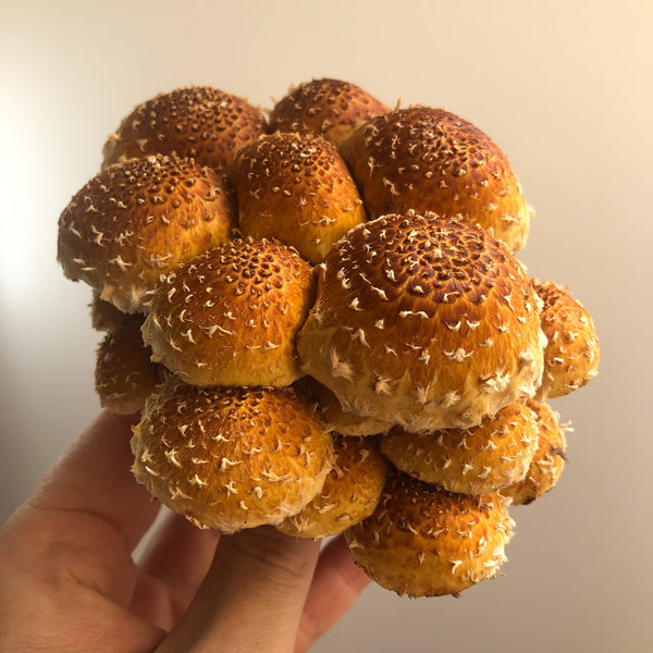 Chestnut Mushroom Spawn (Pholiota adiposa)