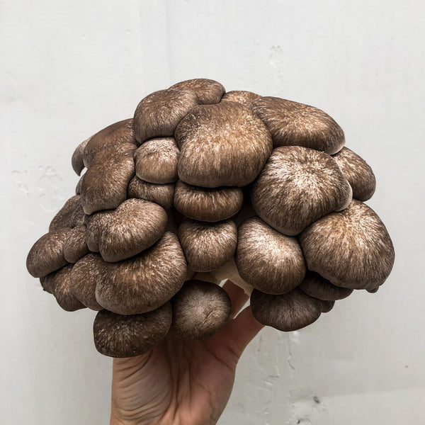 Black Pearl King Oyster Mushroom Spawn (Pleurotus Hybrid)