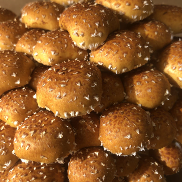 Chestnut Mushroom Spawn (Pholiota adiposa)