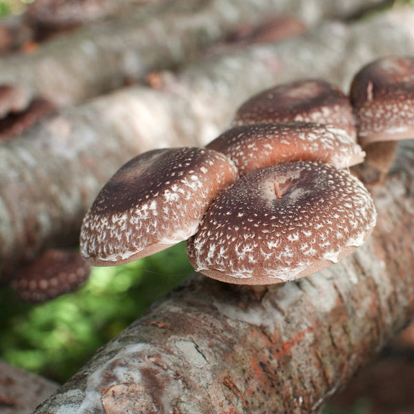 DIY Mushroom Log Kit