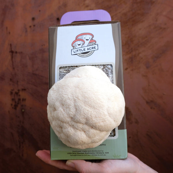 Lion's Mane Mushroom Grow Kit