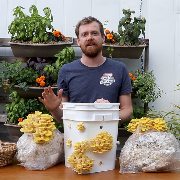 Online Mushroom Workshop