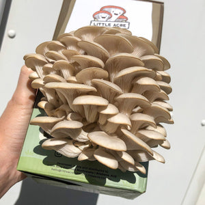 Pearl Oyster Mushroom Grow Kit
