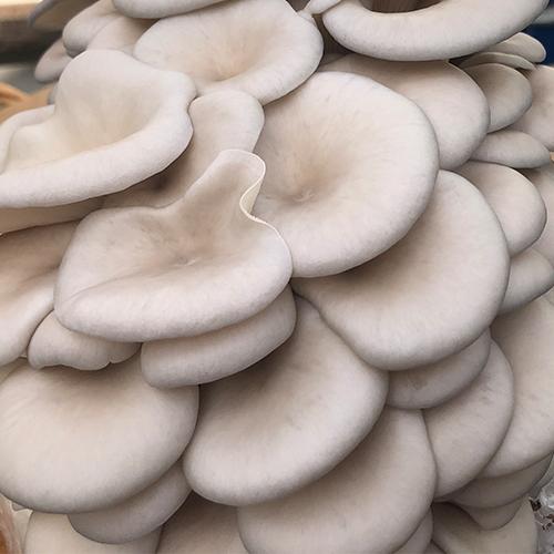 Pearl Oyster Mushroom Spawn (Pleurotus ostreatus)