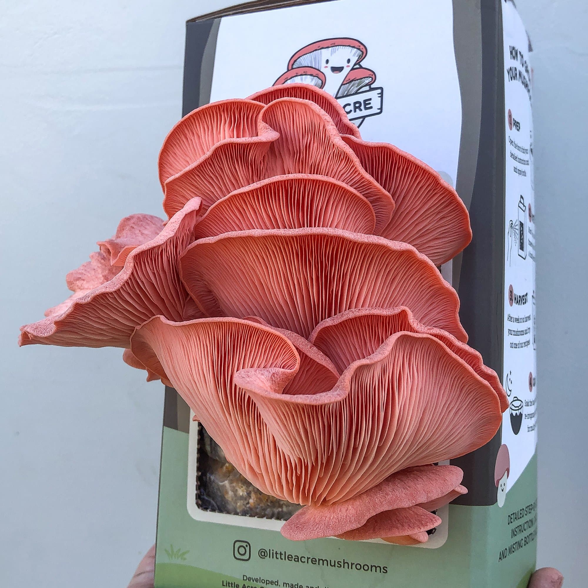 Buy Pink Oyster Mushroom Growing Kit Pink Oyster Mushrooms Little Acre 1631