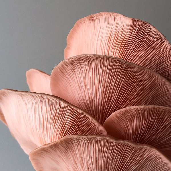 Pink Oyster Mushroom Grow Kit