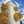 Gold Oyster Mushroom Spawn (Pleurotus citrinopileatus)