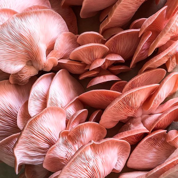 Pink Oyster Mushroom Spawn (Pleurotus djamor)