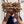 Shiitake Mushroom Spawn (3782)