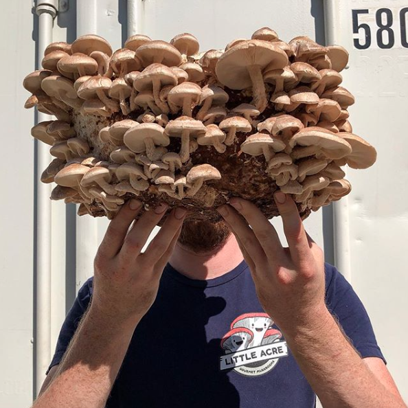 Shiitake Mushroom Spawn (3782)