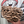 Shiitake Mushroom Spawn (3782)