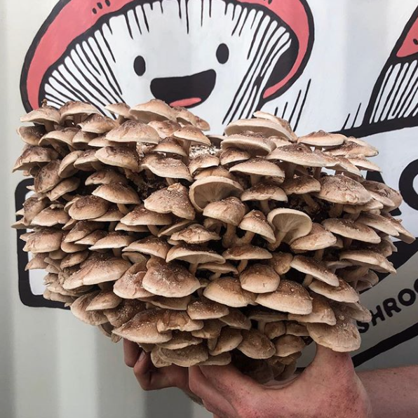 Shiitake Mushroom Spawn (3782)