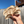 Warm White Oyster Mushroom Spawn (Pleurotus ostreatus)