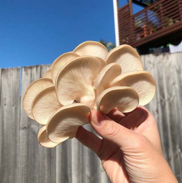 Warm White Oyster Mushroom Spawn (Pleurotus ostreatus)