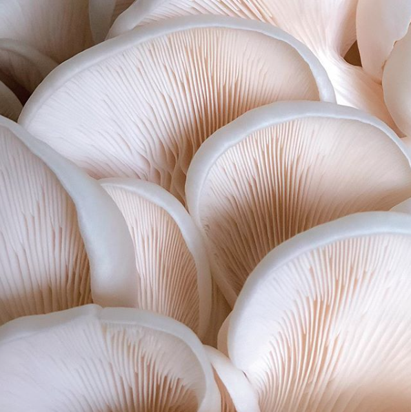 Snow White Oyster Mushroom Spawn (Pleurotus ostreatus)