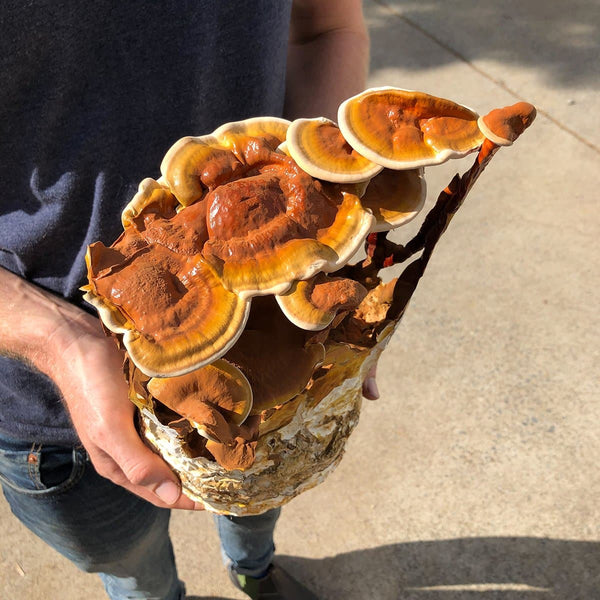 Fungi Fundamentals (in-person masterclass)