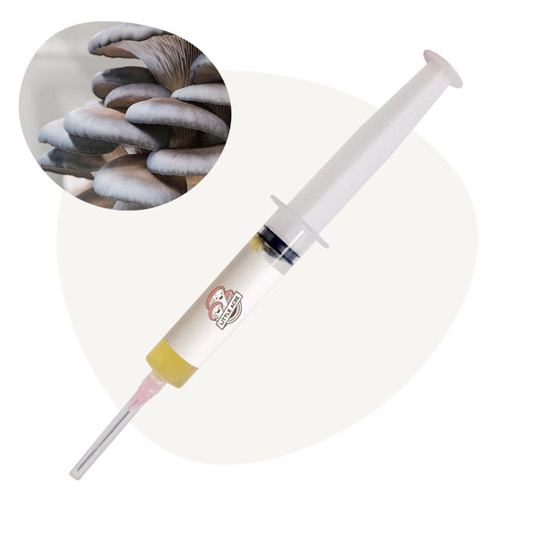 Blue Oyster Mushroom Liquid Culture Syringe