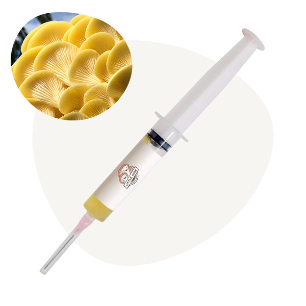 Gold Oyster Mushroom Liquid Culture Syringe