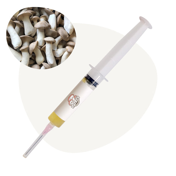 King Oyster Mushroom Liquid Culture Syringe