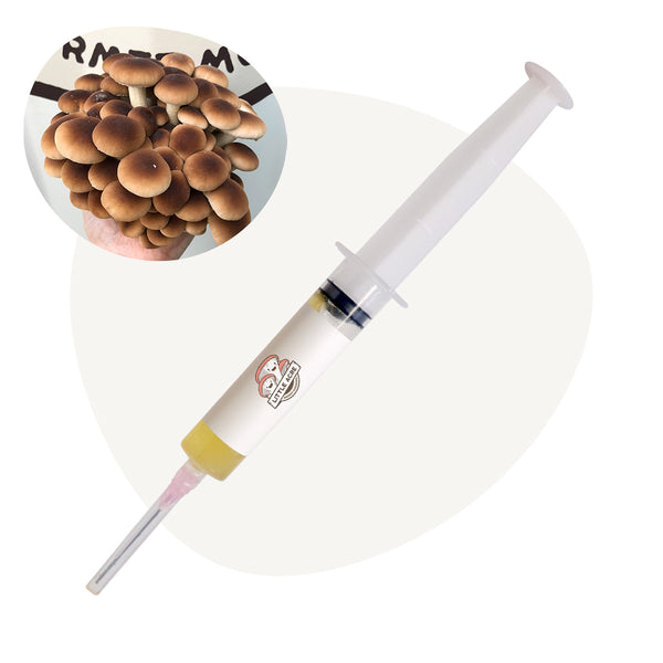 Pioppino Mushroom Liquid Culture Syringe