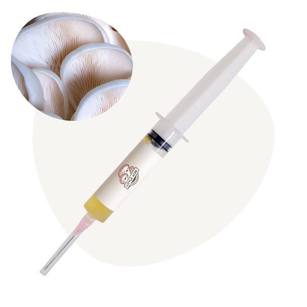 Snow White Oyster Mushroom Liquid Culture Syringe