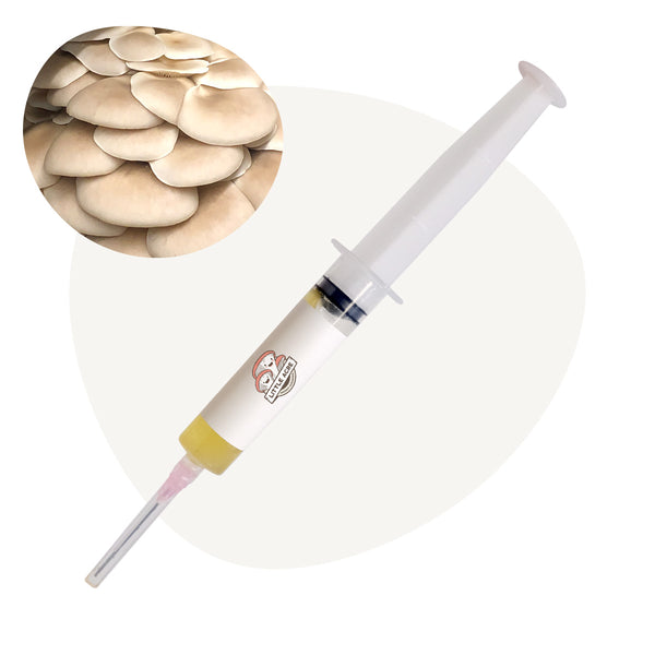 Warm White Oyster Mushroom Liquid Culture Syringe