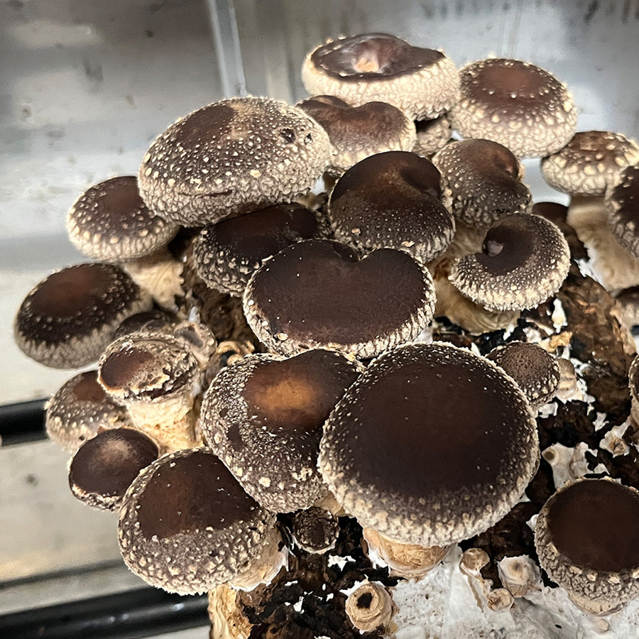 Shiitake Mushroom Spawn (3790)