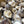 Shiitake Mushroom Spawn (3790)