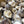 Load image into Gallery viewer, Shiitake Mushroom Spawn (3790)
