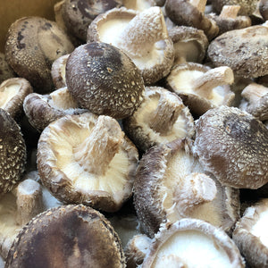 Shiitake Mushroom Spawn (3790)