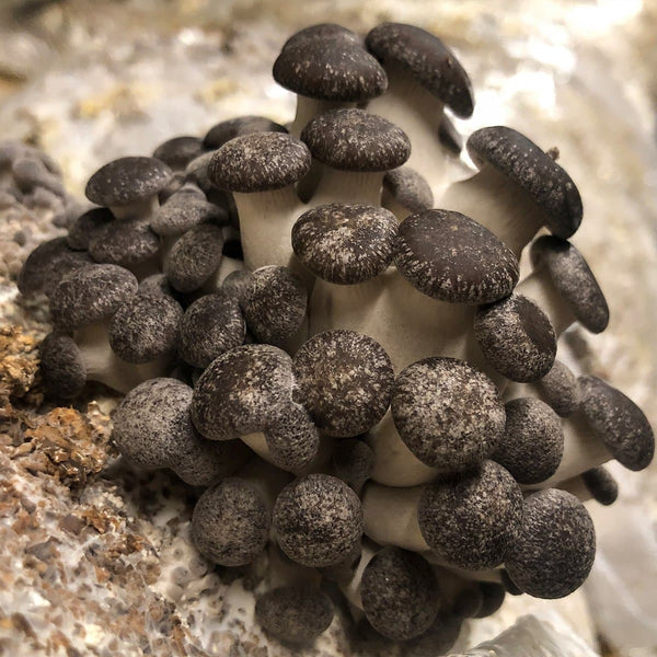 Black Pearl King Oyster Mushroom Spawn (Pleurotus Hybrid)