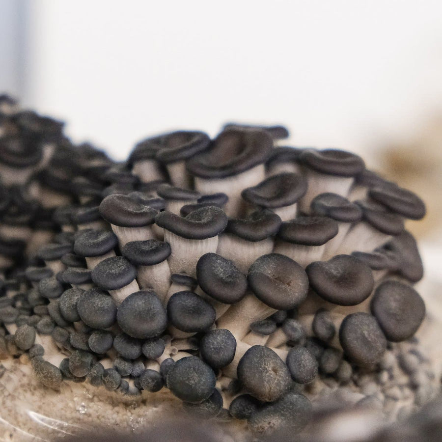 Blue Oyster Mushroom Spawn (Pleurotus ostreatus)