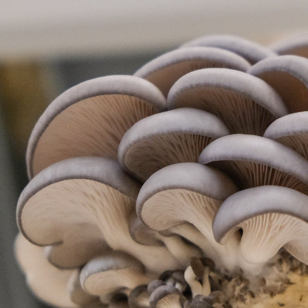 Blue Oyster Mushroom Spawn (Pleurotus ostreatus)