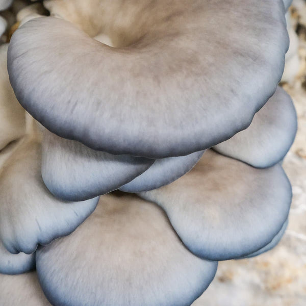 Blue Oyster Mushroom Spawn (Pleurotus ostreatus)