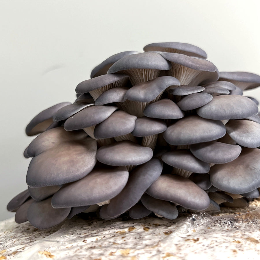 Blue Shimeji Mushroom Spawn (Pleurotus ostreatus)