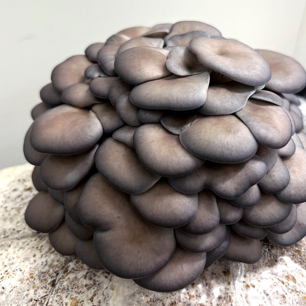 Blue Shimeji Mushroom Spawn (Pleurotus ostreatus)