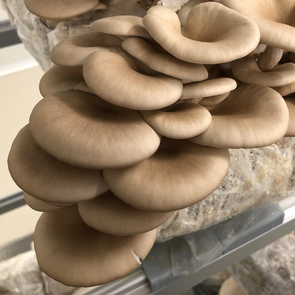 Butterscotch Oyster Mushroom Spawn (Pleurotus ostreatus)