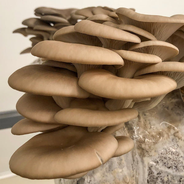 Butterscotch Oyster Mushroom Spawn (Pleurotus ostreatus)