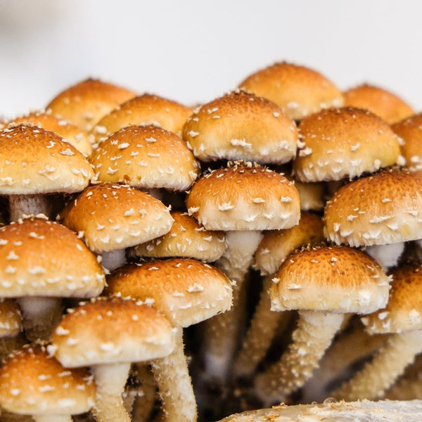 Chestnut Mushroom Spawn (Pholiota adiposa)