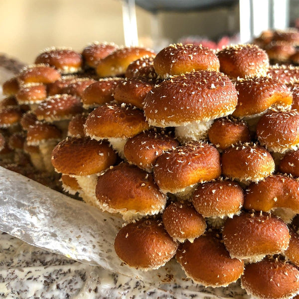 Chestnut Mushroom Spawn (Pholiota adiposa)