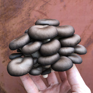 Chocolate Oyster Mushroom Spawn (Pleurotus ostreatus)