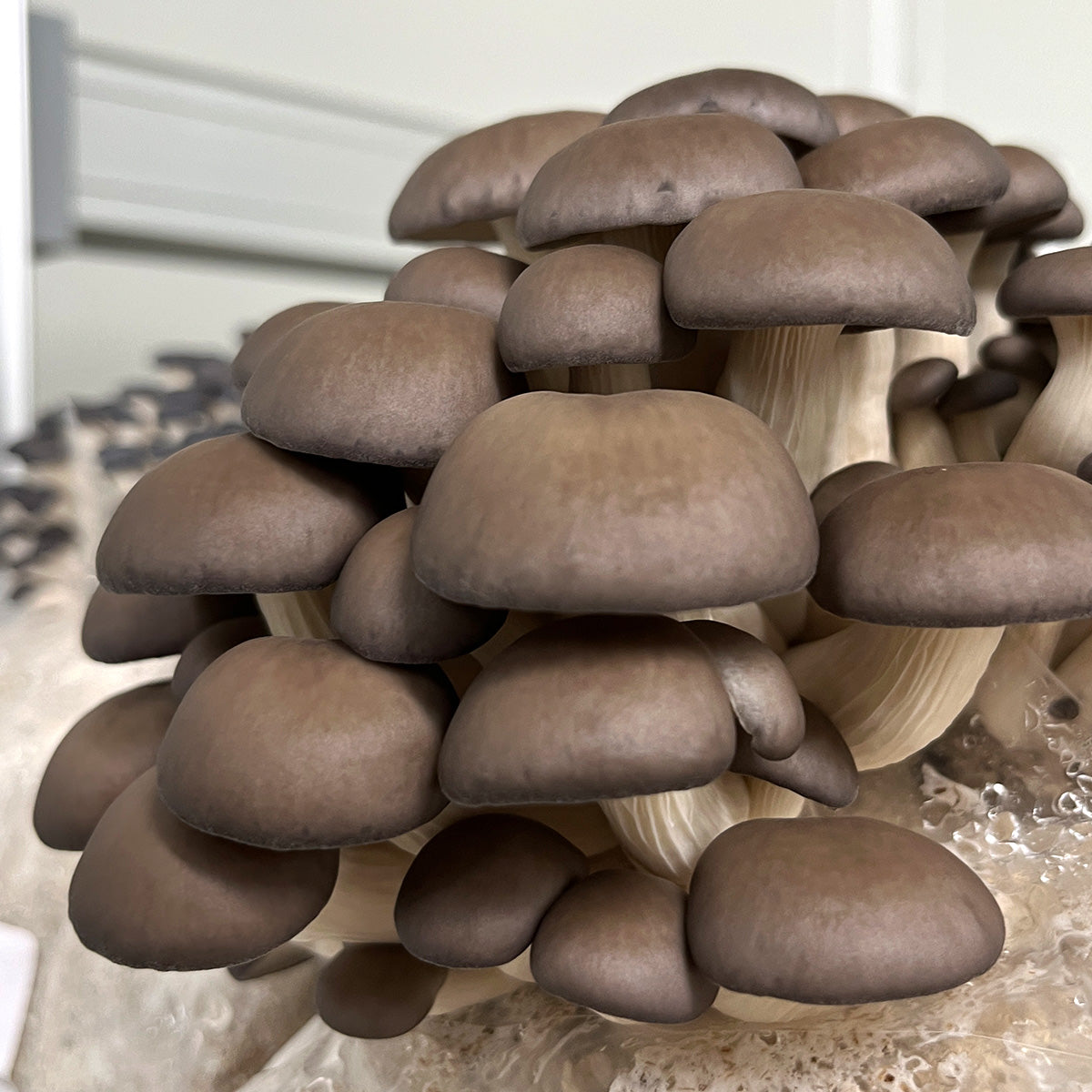 Chocolate Oyster Mushroom Grain Spawn Little Acre