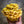 Gold Oyster Mushroom Spawn (Pleurotus citrinopileatus)