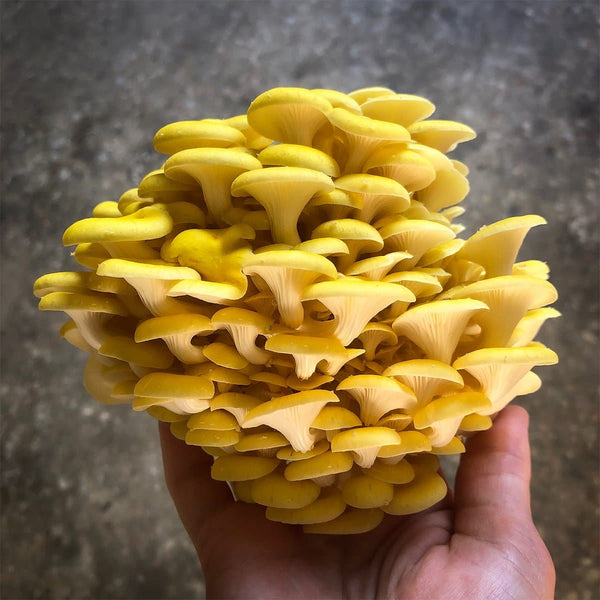 Gold Oyster Mushroom Spawn (Pleurotus citrinopileatus)