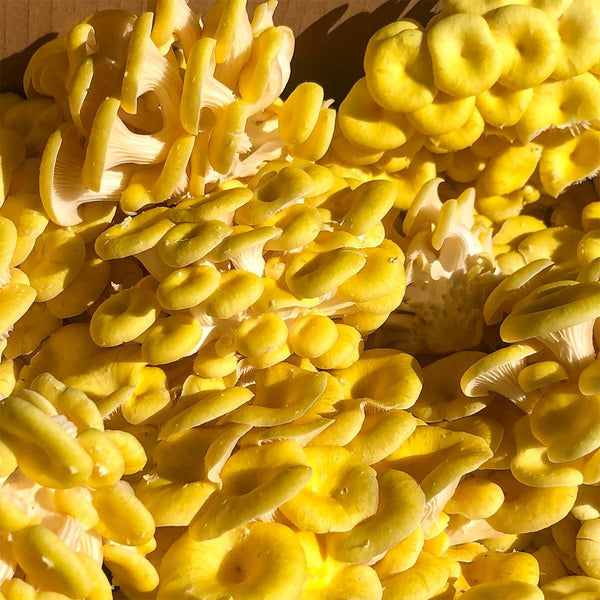 Gold Oyster Mushroom Spawn (Pleurotus citrinopileatus)