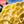 Load image into Gallery viewer, Gold Oyster Mushroom Spawn (Pleurotus citrinopileatus)
