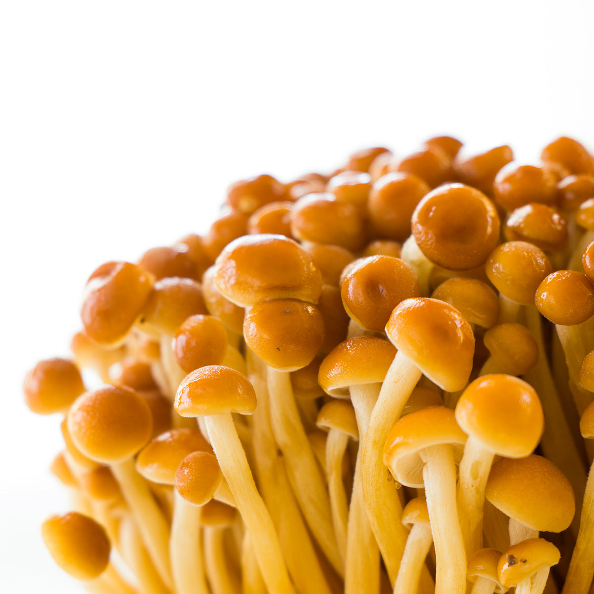 Golden Enoki Mushroom Grain Spawn | Little Acre