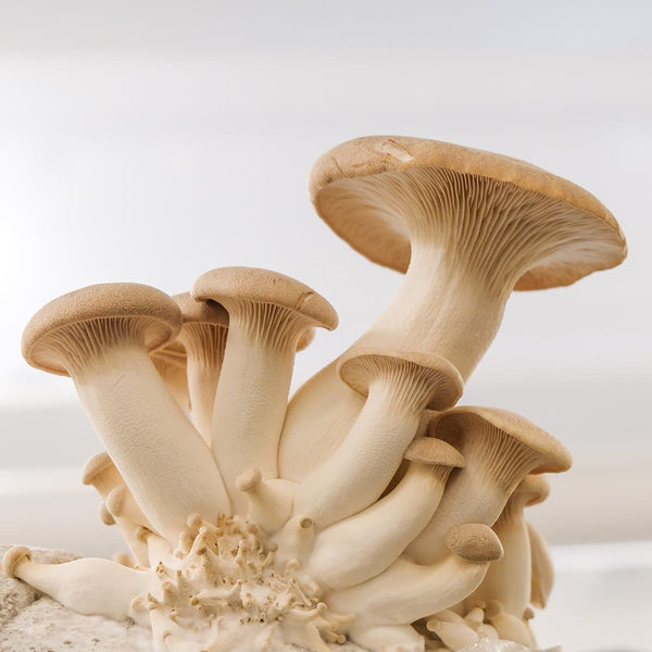 King Oyster Mushroom Spawn (Pleurotus eryngii)