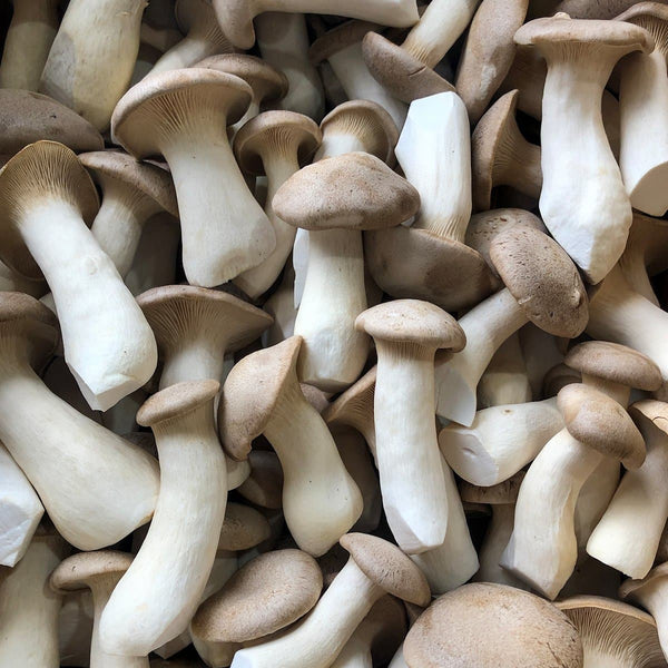 King Oyster Mushroom Spawn (Pleurotus eryngii)